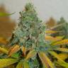 семена конопли медицинской Lemon Skunk feminised семена конопли медицинской Lemon Skunk feminised