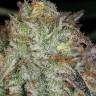 AK Skunk feminised Ganja Seeds AK Skunk feminised Ganja Seeds