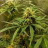 семена конопли для посадки купить Auto Black Domina feminised семена конопли для посадки купить Auto Black Domina feminised