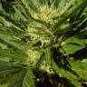 семена конопли скороспелый купить Auto Black Domina feminised семена конопли скороспелый купить Auto Black Domina feminised