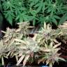 семена конопли f1 в оригинальной упаковке Auto Malana Bomb feminised Barneys Farm семена конопли f1 в оригинальной упаковке Auto Malana Bomb feminised Barneys Farm