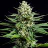 семена конопли OG Kush CBD feminised Dinafem Seeds семена конопли OG Kush CBD feminised Dinafem Seeds