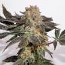 заказать на сайте семена конопли Meringue feminised Dutch Passion Seeds заказать на сайте семена конопли Meringue feminised Dutch Passion Seeds