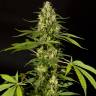 заказать на сайте семена конопли Sweet Love feminised Philosopher Seeds заказать на сайте семена конопли Sweet Love feminised Philosopher Seeds