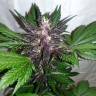 Auto Purple Punch feminised Ganja Seeds Auto Purple Punch feminised Ganja Seeds