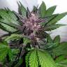 Auto Purple Punch feminised Ganja Seeds Auto Purple Punch feminised Ganja Seeds