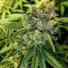 Auto Skunk regular Ganja Seeds Auto Skunk regular Ganja Seeds