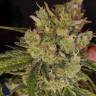 Auto Skunk regular Ganja Seeds Auto Skunk regular Ganja Seeds