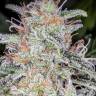Auto Dreamberry feminised Ganja Seeds Auto Dreamberry feminised Ganja Seeds