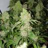семена конопли для посадки купить Bubble Gum regular Serious Seeds