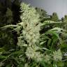 семена конопли для курения Bubble Gum regular Serious Seeds