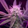 урожайные семена конопли Auto Lemon Haze feminised урожайные семена конопли Auto Lemon Haze feminised
