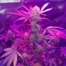 купить семена конопли Auto Lemon Haze feminised купить семена конопли Auto Lemon Haze feminised