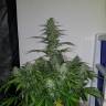 где заказать семена конопли Auto Lemon Haze feminised где заказать семена конопли Auto Lemon Haze feminised