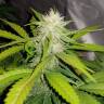семена конопли почтой Auto Lemon Haze feminised семена конопли почтой Auto Lemon Haze feminised