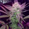 семена индийской конопли Auto Lemon Haze feminised семена индийской конопли Auto Lemon Haze feminised