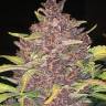 заказать семена конопли с доставкой Auto Magnesia Haze feminised заказать семена конопли с доставкой Auto Magnesia Haze feminised