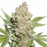 Auto Magnesia Haze feminised Ganja Seeds Auto Magnesia Haze feminised Ganja Seeds