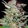 Auto Magnesia Haze feminised Ganja Seeds Auto Magnesia Haze feminised Ganja Seeds