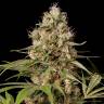 семена конопли Shark Shock CBD feminised Dinafem Seeds семена конопли Shark Shock CBD feminised Dinafem Seeds