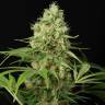 качественные семена конопли Shark Shock CBD feminised Dinafem Seeds качественные семена конопли Shark Shock CBD feminised Dinafem Seeds