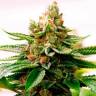 семена конопли Спб Skywalker feminised Dutch Passion Seeds семена конопли Спб Skywalker feminised Dutch Passion Seeds