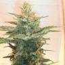 заказ семян конопли Москва Lemon Kush feminised Female Seeds заказ семян конопли Москва Lemon Kush feminised Female Seeds