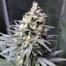 Семена конопли Auto Chocolope feminised GanjaLiveSeeds Семена конопли Auto Chocolope feminised GanjaLiveSeeds