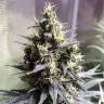 Семена каннабиса Auto Chocolope feminised GanjaLiveSeeds Семена каннабиса Auto Chocolope feminised GanjaLiveSeeds
