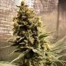 Семена марихуаны Auto Chocolope feminised GanjaLiveSeeds Семена марихуаны Auto Chocolope feminised GanjaLiveSeeds