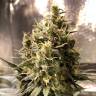 Качественные семена конопли Auto Chocolope feminised GanjaLiveSeeds Качественные семена конопли Auto Chocolope feminised GanjaLiveSeeds