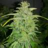 семена конопли недорого Auto Orange feminised семена конопли недорого Auto Orange feminised