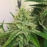 семена конопли почтой Auto Orange feminised семена конопли почтой Auto Orange feminised