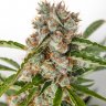 семена конопли автоцвет Auto Orange feminised семена конопли автоцвет Auto Orange feminised