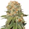 заказ семян конопли Москва Auto Orange feminised заказ семян конопли Москва Auto Orange feminised