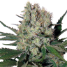 семена конопли наложенным платежом Auto Syrop feminised семена конопли наложенным платежом Auto Syrop feminised