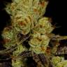 качественные семена конопли L.A. Confidential feminised качественные семена конопли L.A. Confidential feminised