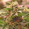 сортовые семена конопли Auto Ungurtas feminised сортовые семена конопли Auto Ungurtas feminised
