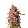 семена конопли почтой Auto Purple Punch feminised Barneys Farm семена конопли почтой Auto Purple Punch feminised Barneys Farm