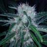 заказ семян конопли Domina Haze feminised Kannabia Seeds заказ семян конопли Domina Haze feminised Kannabia Seeds