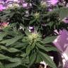 семена конопли недорого White Rhino feminised Nirvana Seeds семена конопли недорого White Rhino feminised Nirvana Seeds