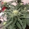 купить семена конопли White Rhino feminised Nirvana Seeds купить семена конопли White Rhino feminised Nirvana Seeds