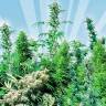 семена конопли для посадки купить MIX feminised семена конопли для посадки купить MIX feminised