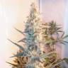 семена конопли наложенным платежом Outdoor Grapefruit feminised Female Seeds семена конопли наложенным платежом Outdoor Grapefruit feminised Female Seeds