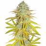 семена конопли почтой Outdoor Grapefruit feminised Female Seeds семена конопли почтой Outdoor Grapefruit feminised Female Seeds