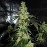 семена индийской конопли Sour Tangie feminised Reserva Privada