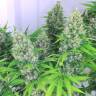 семена сортовой конопли Kali Mist regular Serious Seeds семена сортовой конопли Kali Mist regular Serious Seeds