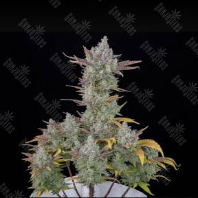 Auto Gorilla Cookies feminised Ganja Seeds