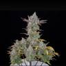 Auto Gorilla Cookies feminised Ganja Seeds
