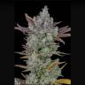 Auto Gorilla Cookies feminised Ganja Seeds